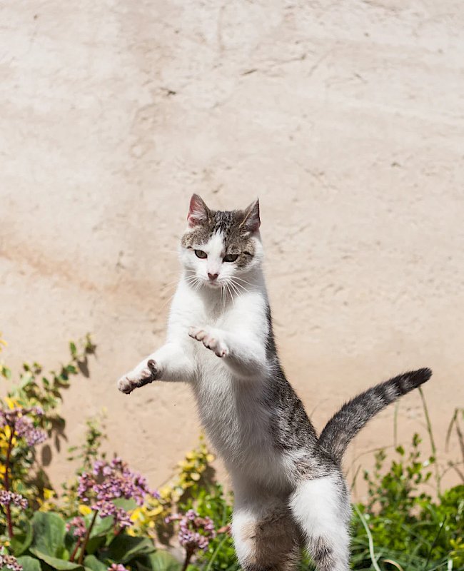 Cat Vet in San Antonio, TX